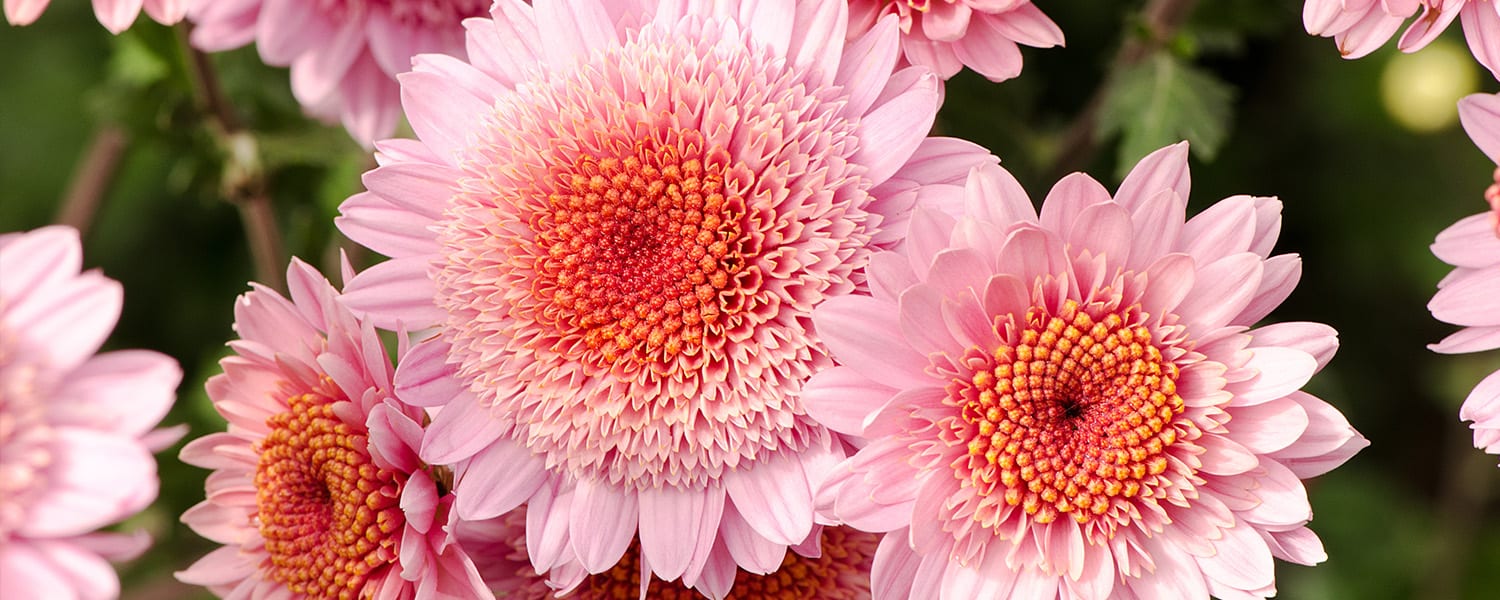 Fall Flash Plant Sale 2025