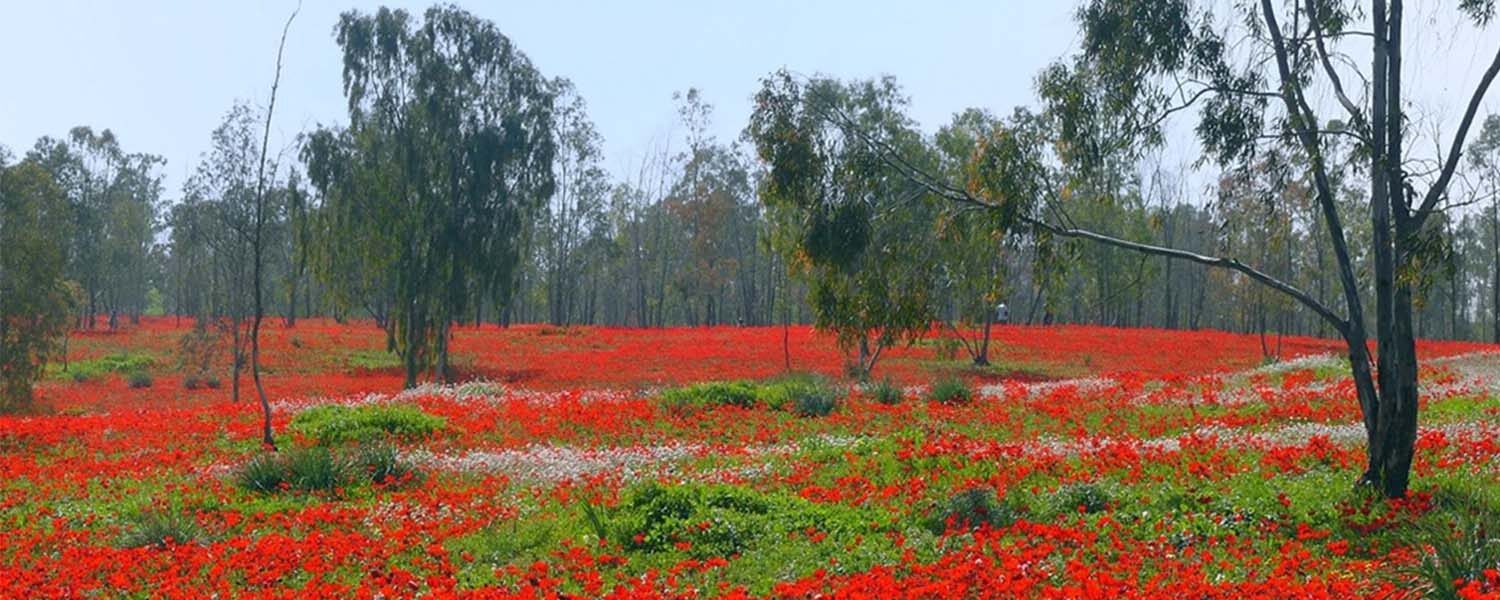 Darom Adom - Red South Tu Bishvat Seder